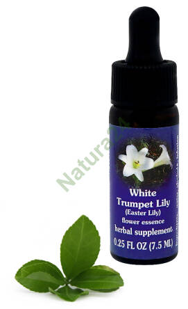 FES White Trumpet Lily (Easter Lily) 7,5 ml krople