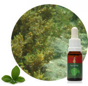 Noronha 15 ml Ararêtama Rainforest Essences ARF01019