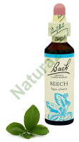 3. BEECH / Buk pospolity / czerwony 20 ml Nelson Bach Original Flower Remedies