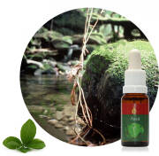 Assá 15 ml Ararêtama Rainforest Essences ARF01002