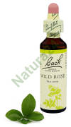 37. WILD ROSE / Dzika róża 20 ml Nelson Bach Original Flower Remedies