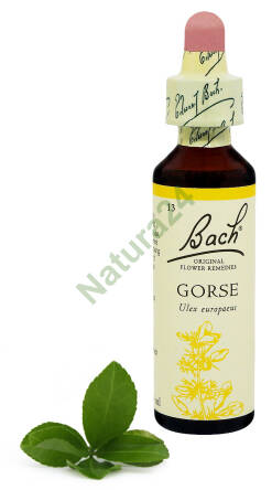 13. GORSE / Kolcolist zachodni 20 ml Nelson Bach Original Flower Remedies