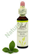 7. CHESTNUT BUD / Pąk kasztanowca 20 ml Nelson Bach Original Flower Remedies