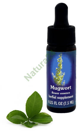 FES Mugwort 7,5 ml krople