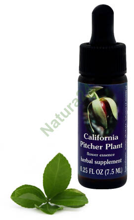 FES California Pitcher Plant 7,5 ml krople