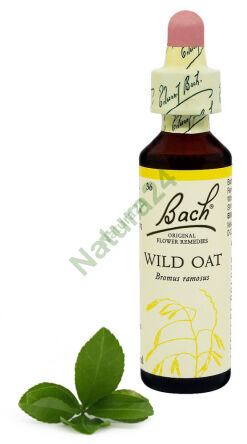 36. WILD OAT / Stokłosa gałęzista / Dziki owies 20 ml Nelson Bach Original Flower Remedies Deutsch