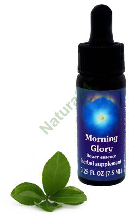 FES Morning Glory 7,5 ml krople