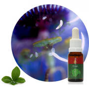 Eloah 15 ml Ararêtama Rainforest Essences ARF01009