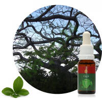 Cajá 15 ml Ararêtama Rainforest Essences ARF01005