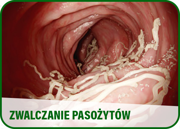 Zwalczanie pasożytów