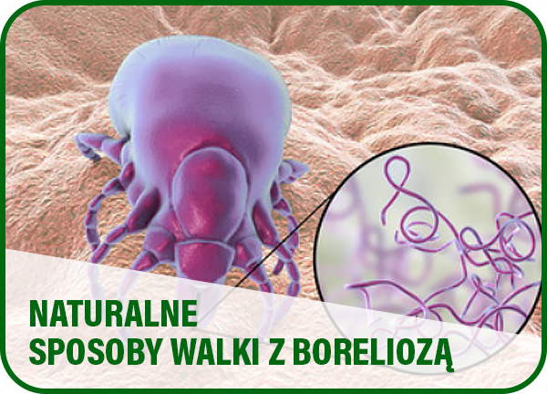 Naturalne sposoby walki z boreliozą