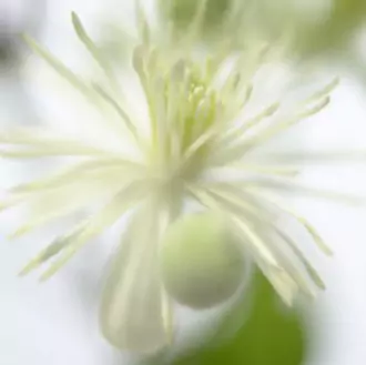 Clematis